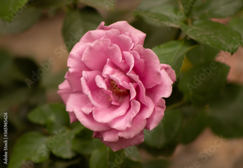 pink rose in garden