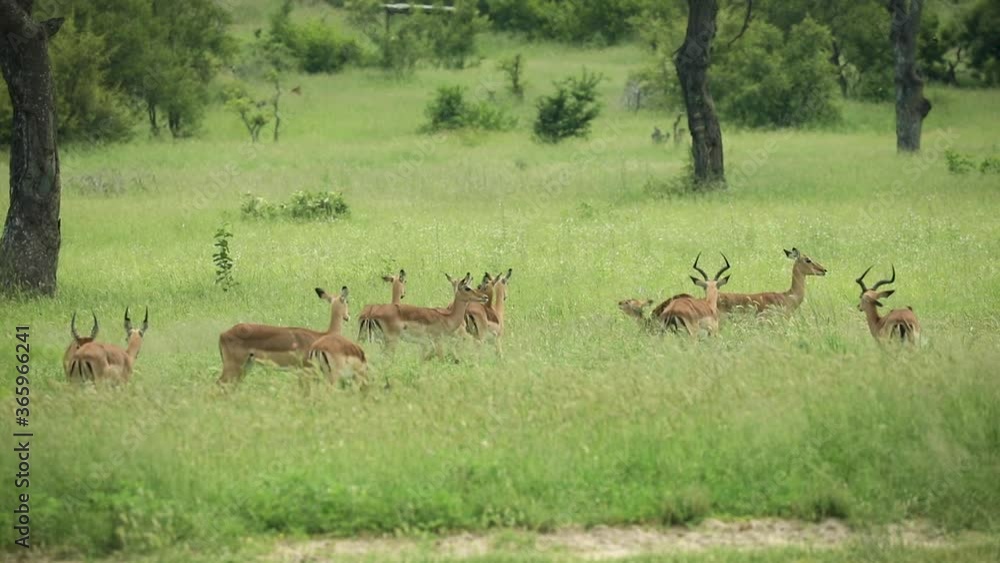 Herd of impala standing together in African safari tall green grass bush, Sabi Sands game reserve, South Africa, static Herd of impala standing together in African safari tall green grass bush, Sabi Sands game reserve, South Africa, static