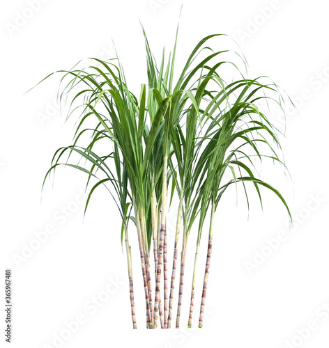 sugar cane isolate on white background photo