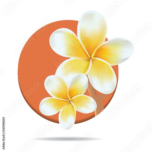 frangipani