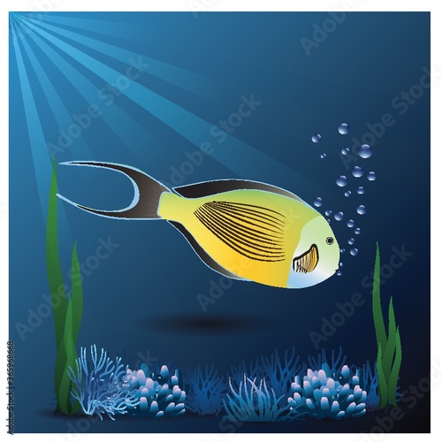 yellow fish in an aquarium