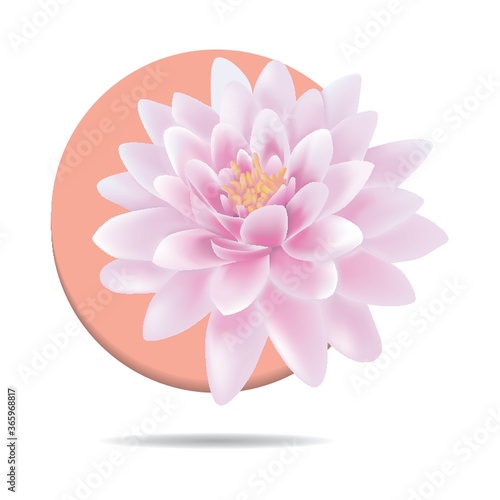 water lily