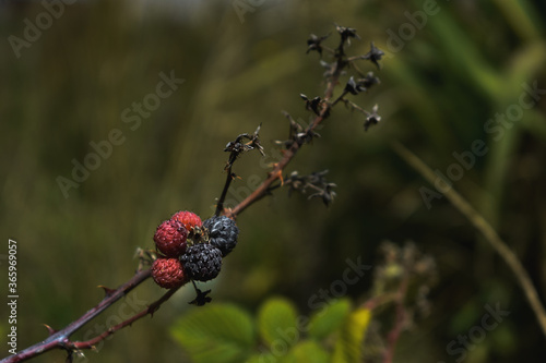 A wild blackberry plant. Captured at the Andes mountains of Ecuador.