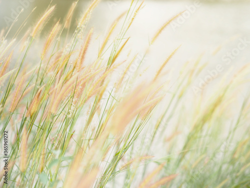 Close up White wild grass flowers and green leaves at field meadow.