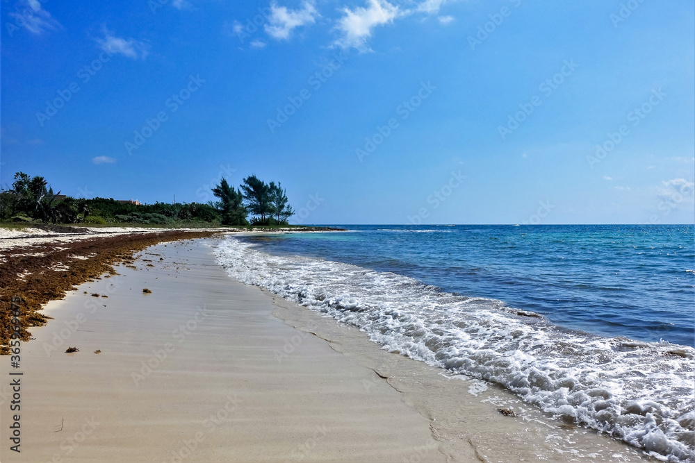 Obraz premium Beach on the Caribbean coast. Summer sunny day. Turquoise sea with lace edging of foam waves. A strip of algae on smooth sand. Clear blue sky. Green vegetation in the distance. Mexico.