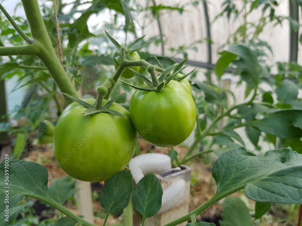 Green tomatoes on a branch in a greenhouse