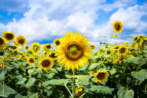 Blue sky and sunflower