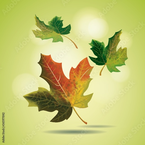 falling maple leaves
