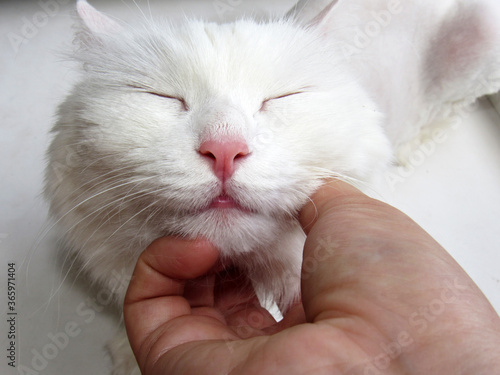 Papier peint White fluffy kitty is happy to pet yourself.