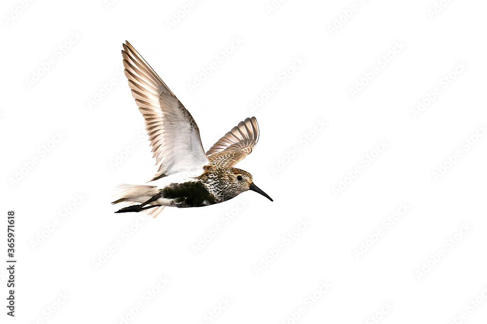 Dunlin (Calidris alpina) in its natural enviroment Dunlin (Calidris alpina) in its natural enviroment