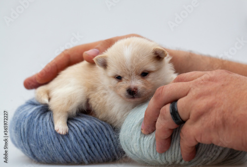 Adorable pomeranian spitz dog puppy laying on a ball of fluffy wool with natural light. High quality photo