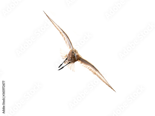 Foto Curlew sandpiper (Calidris ferruginea)