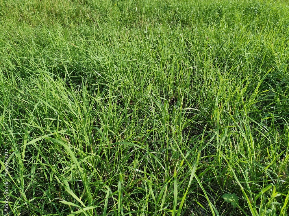 Obraz premium green grass background