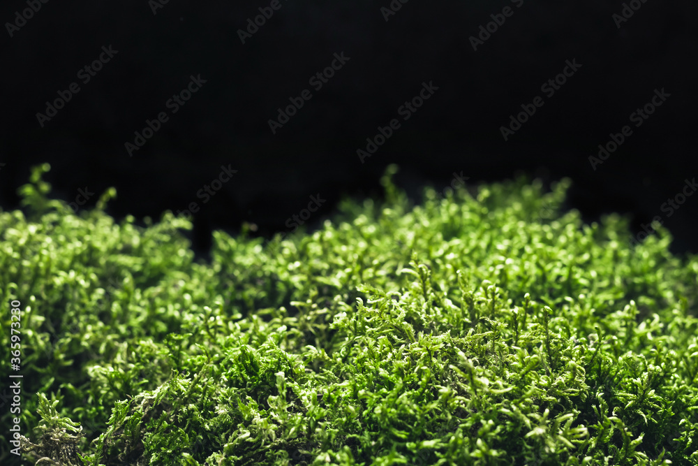 Beautiful forest moss on black background. Natural backdrop for your design, soft focus Beautiful forest moss on black background. Natural backdrop for your design, soft focus