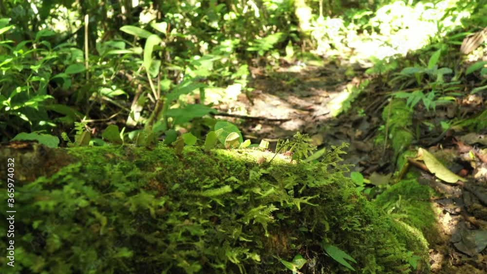 Close up of leaf cutter ants, atta leavigata, carrying leaves to their nests with a long line of ants visible in the background
Close up of leaf cutter ants, atta leavigata, carrying leaves to their nests with a long line of ants visible in the background