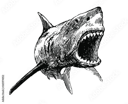 Shark with open mouth - vector image. Attacking great white shark with snarling mouth isolated on white background.