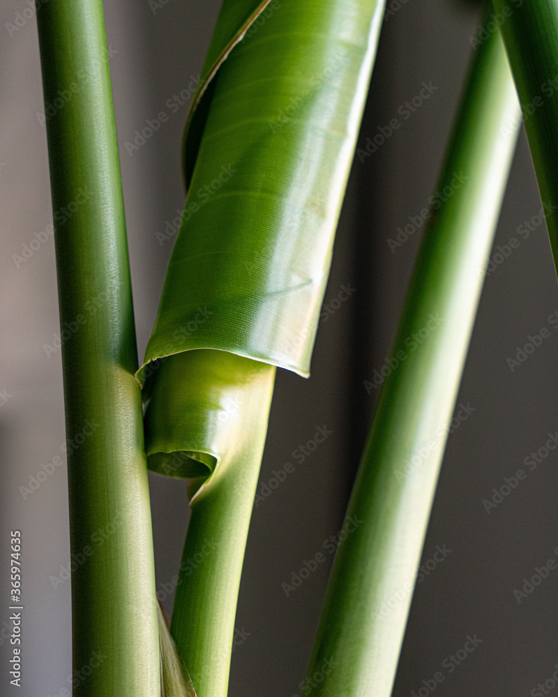 Obraz premium Closeup of green bird of paradise plant new growth leaf