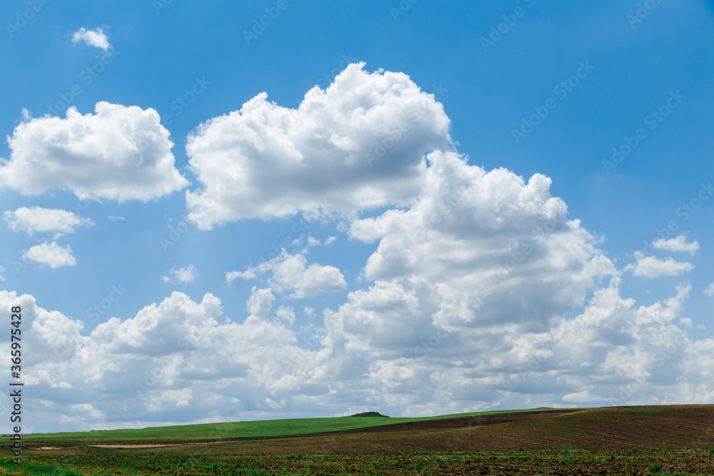 Obraz premium Green meadow under blue sky with clouds. Beautiful nature, landscape.