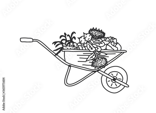 Wheelbarrow for the garden icon. Vector illustration of a garden wheelbarrow for plants. Hand drawn wheelbarrow for the garden.Wheelbarrow with the harvest. Cabbage, sunflower, carrot, beet