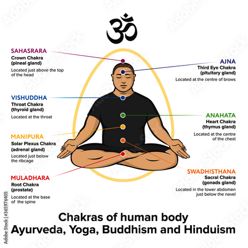Yogi man in asana padmasana. Chakras set of human body - vector flat style drawing Sahasrara, Ajna, Vishuddha, Anahata, Manipura, Svadhisthana, Muladhara  with text about his glands. Ayurveda, Yoga