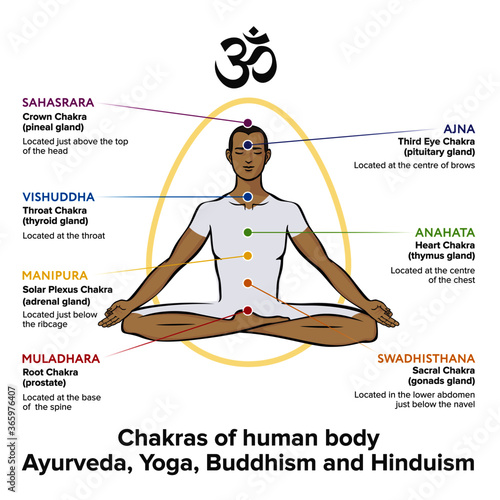Chakras system with gonads of human body - used in Buddhism and Ayurveda. For design, associated with yoga. Vector Sahasrara, Ajna, Vishuddha, Anahata, Manipura, Swadhisthana, Muladhara, symbol Om