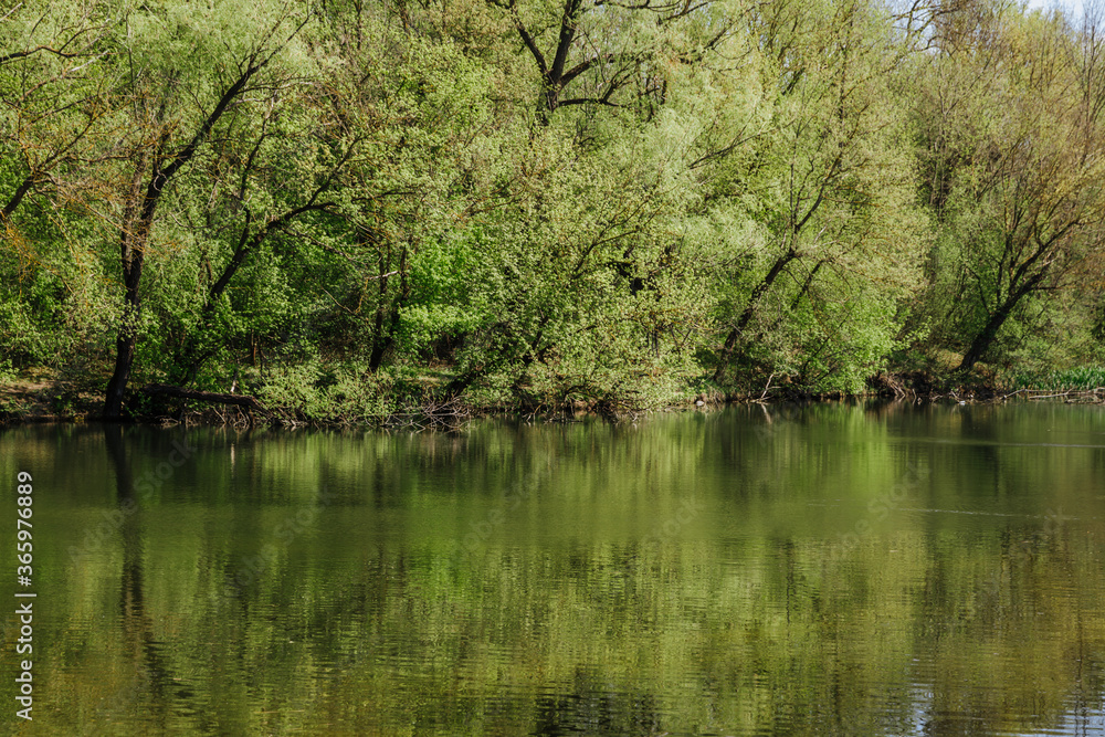 Fototapeta premium Beautiful natural green thickets against the backdrop of a lake with water. The landscape is reflected on the surface of a small lake surrounded by trees.