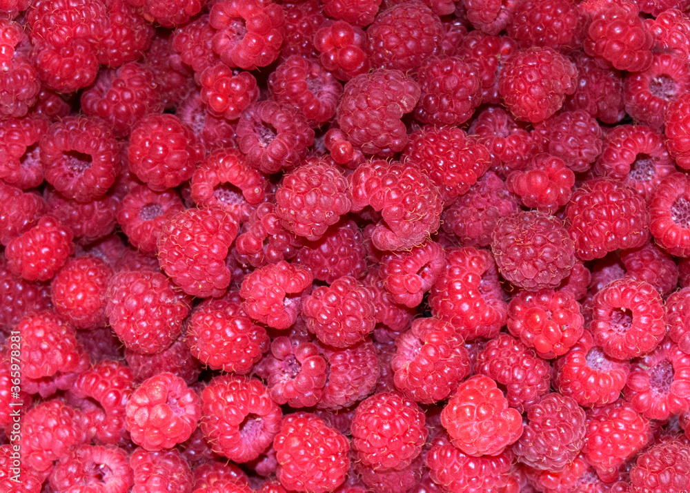Red raspberries freshly picked and ripe, raspberries background Red raspberries freshly picked and ripe, raspberries background