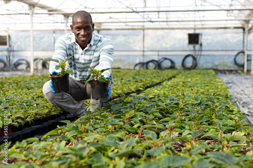 Experienced male worker arranging poinsettia seedlings while gardening in glasshouse