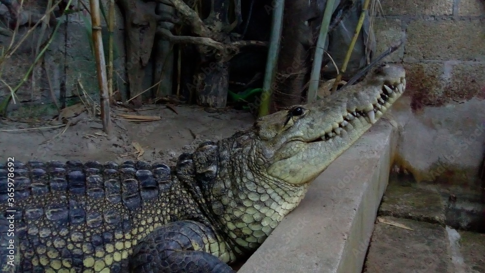 Fototapeta premium alligator in the everglades