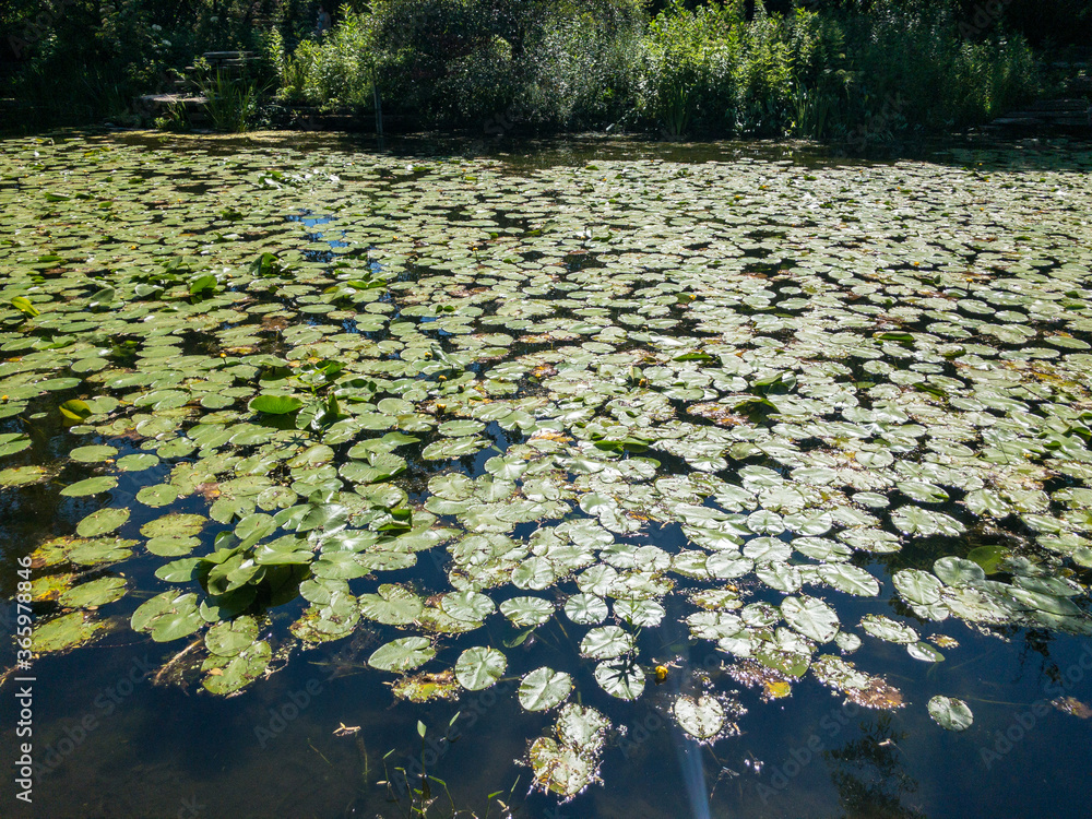 flowering lily pads on pond surrounded by trees flowering lily pads on pond surrounded by trees