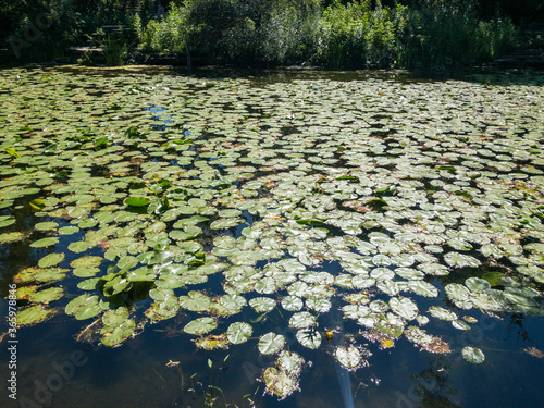 flowering lily pads on pond surrounded by trees