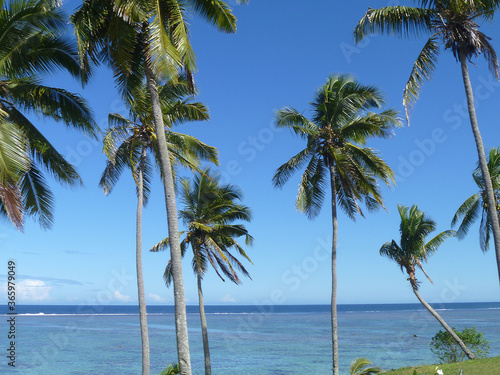 Fototapeta Naklejka Na Ścianę i Meble -  fijian palm trees on the beach