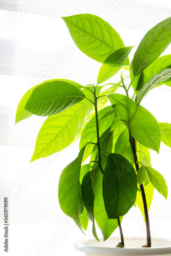 Avocado tree, grown houses, tropical indoor plants. photo