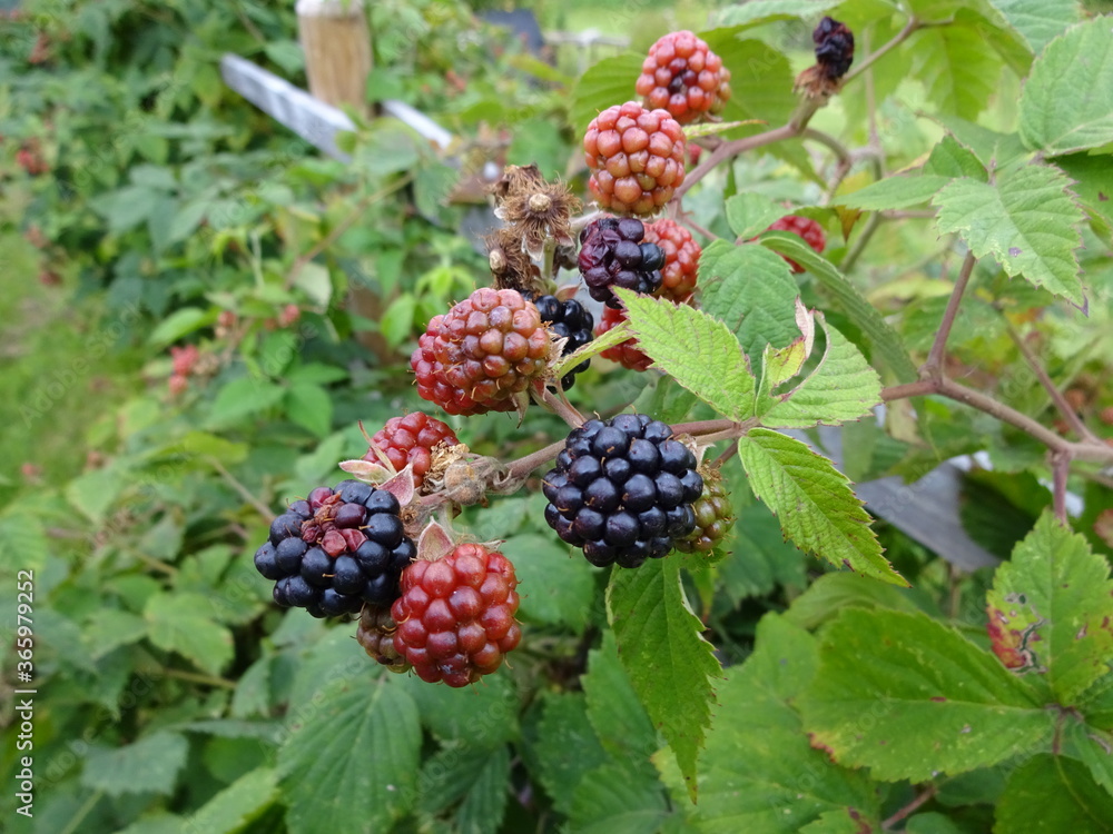 Brombeeren in verschiedenen Wachstumsphasen Brombeeren in verschiedenen Wachstumsphasen