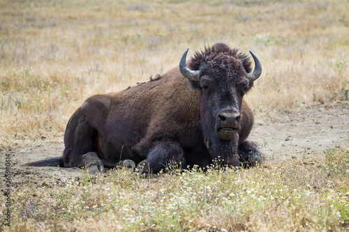 Wild American bison in a summer meadow  © Victoria