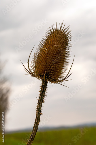 dry thistle brown against the sky. Close-up
