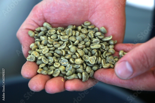 Coffee Beans Ready for Roasting