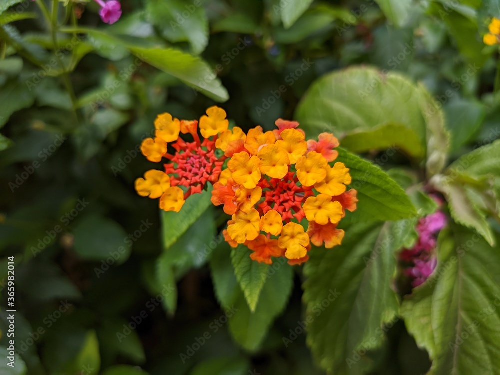 Bormes les mimosas plus beau village de france sur la côte d'azur, ville fleurie maison en pierre ainsi que de nombreux vestiges et vu sur la mer méditérannée, lieu touristique chaleur soeil fleur
