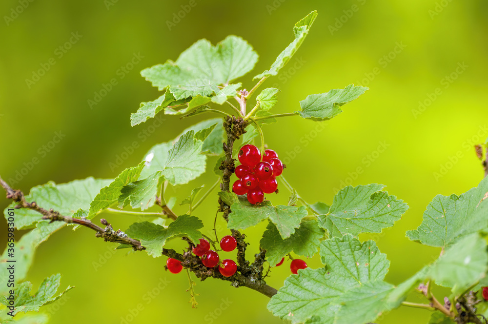 red berry ribs on currant bush in the garden season red berry ribs on currant bush in the garden season