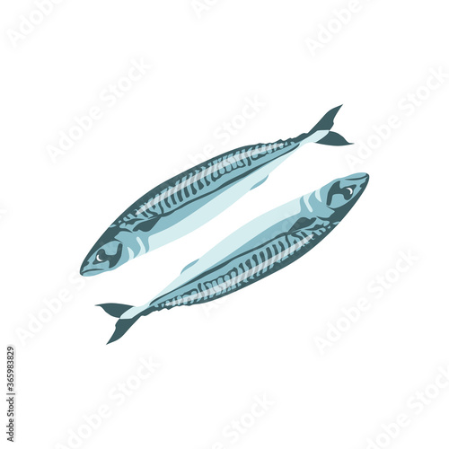 Mackerel, saury, herring fresh sea fish. Delicious seafood menu, fish market design. Organic natural healthy nutritious food cartoon vector illustration isolated on white background