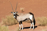 Oryx photographed in the Sossusvlei sand dunes Namibia