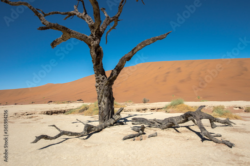 Sossusvlei sand dunes and dead trees of Namibia