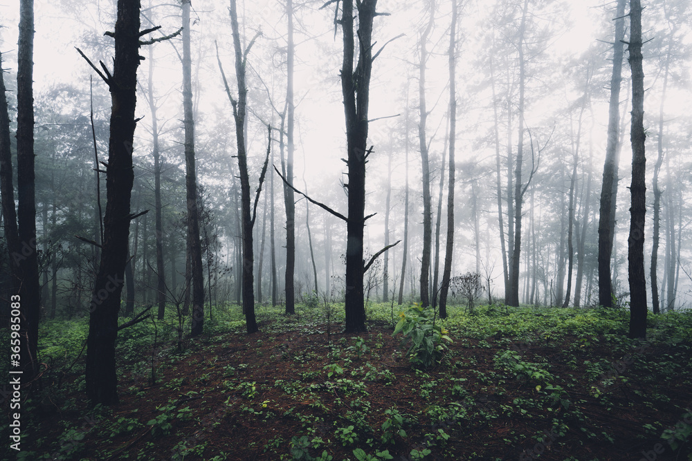 Trees in the forest and fog after the rain Trees in the forest and fog after the rain