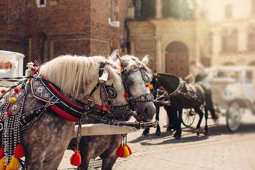 Decorated horses with carriages in old town of Krakow, Poland, tourist attraction