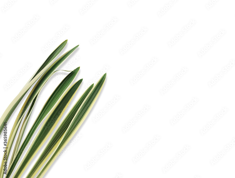 Ornamental plant isolated white background with clipping path. Ornamental plant isolated white background with clipping path.