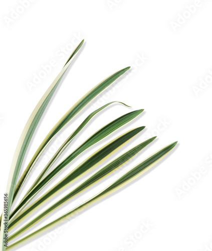 Chlorophytum comosum leaf isolated white background with clipping path.