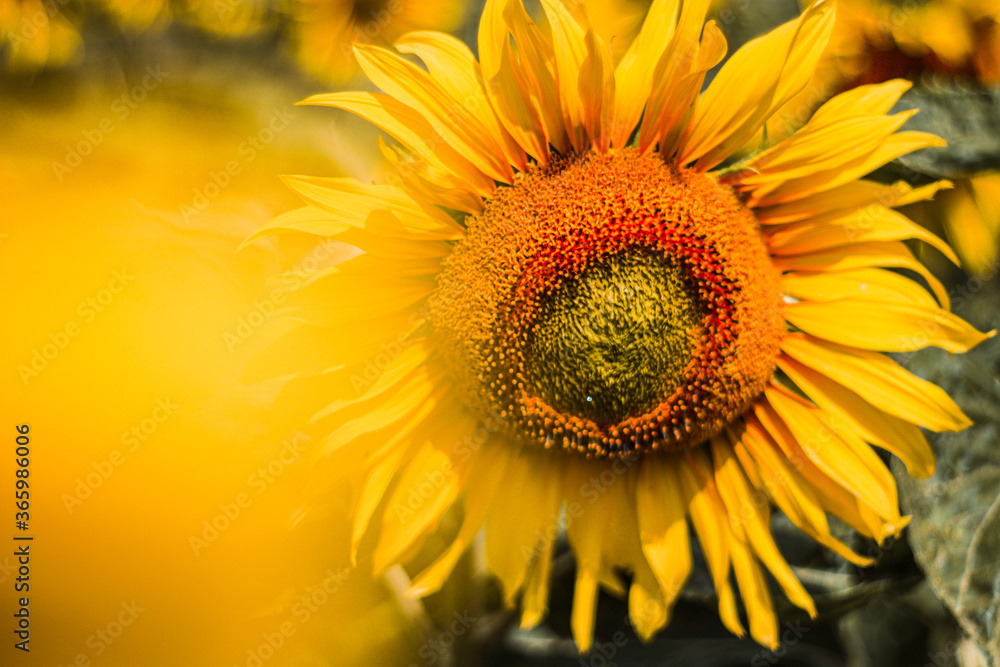 Naklejka premium yellow sunflower close up