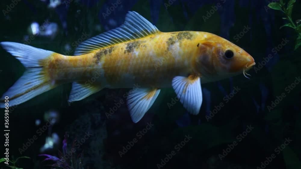 Full shot frame of a goldfish swimming Full shot frame of a goldfish swimming