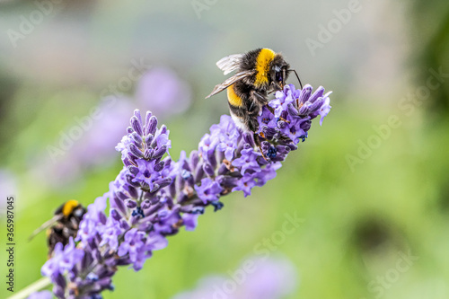 Bumblebee on a Blooming purple lavender flower and green grass in meadows or fields Blurry natural background Soft focus