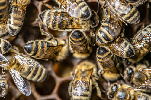 closeup macro of bees on wax frame honeycomb in apiary Honey bee hive with selective focus